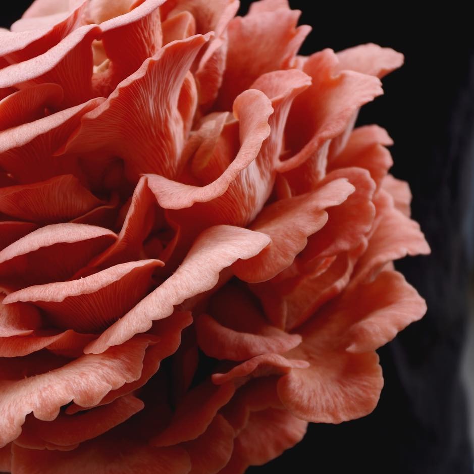 Pink Oyster liquid culture