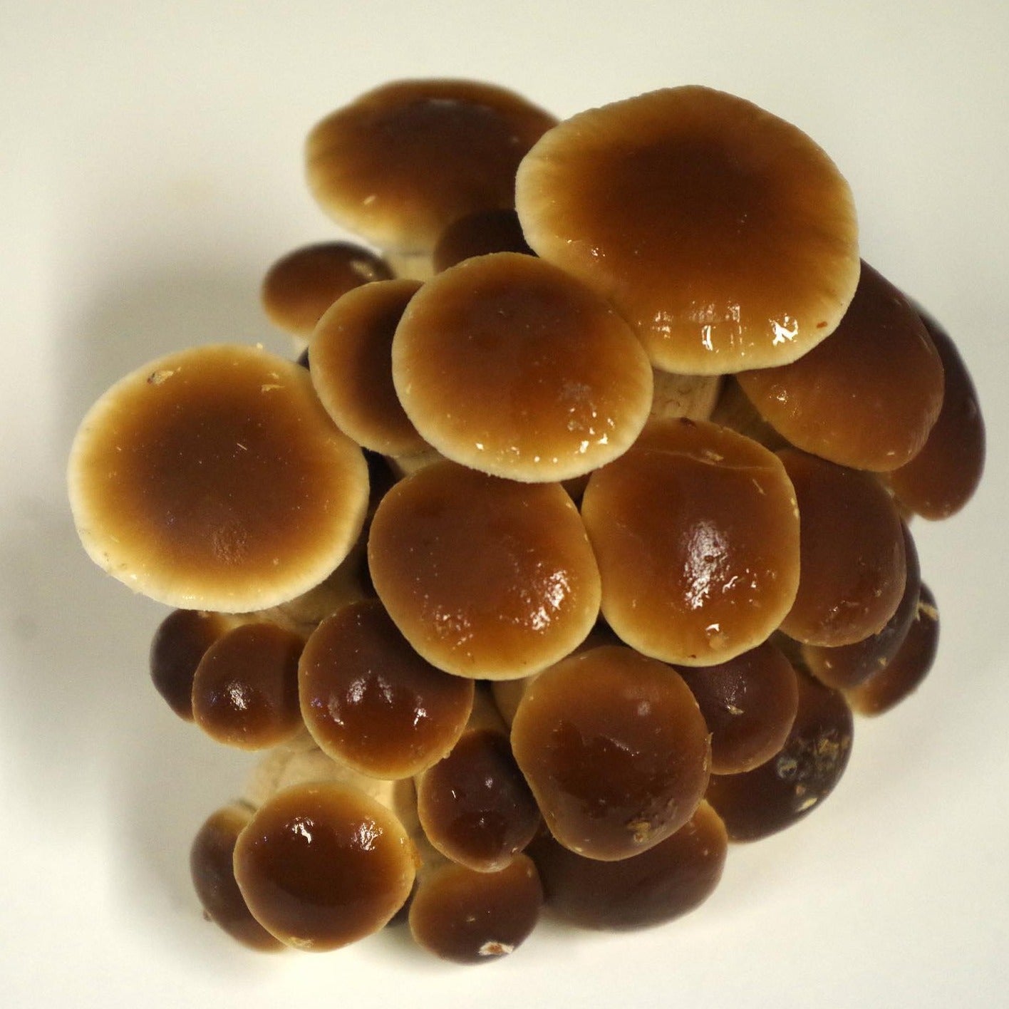 pioppino Liquid culture