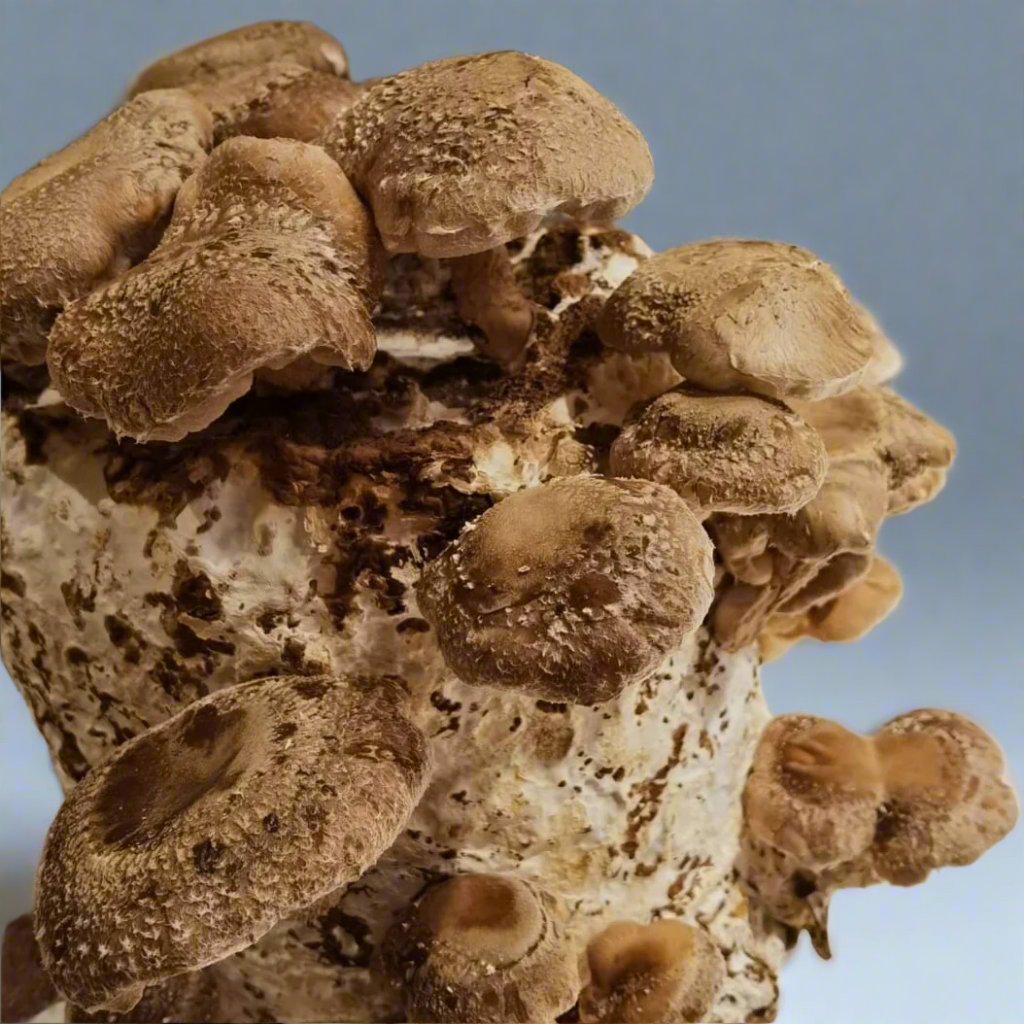 Shiitake 3790 Liquid Culture 10ml