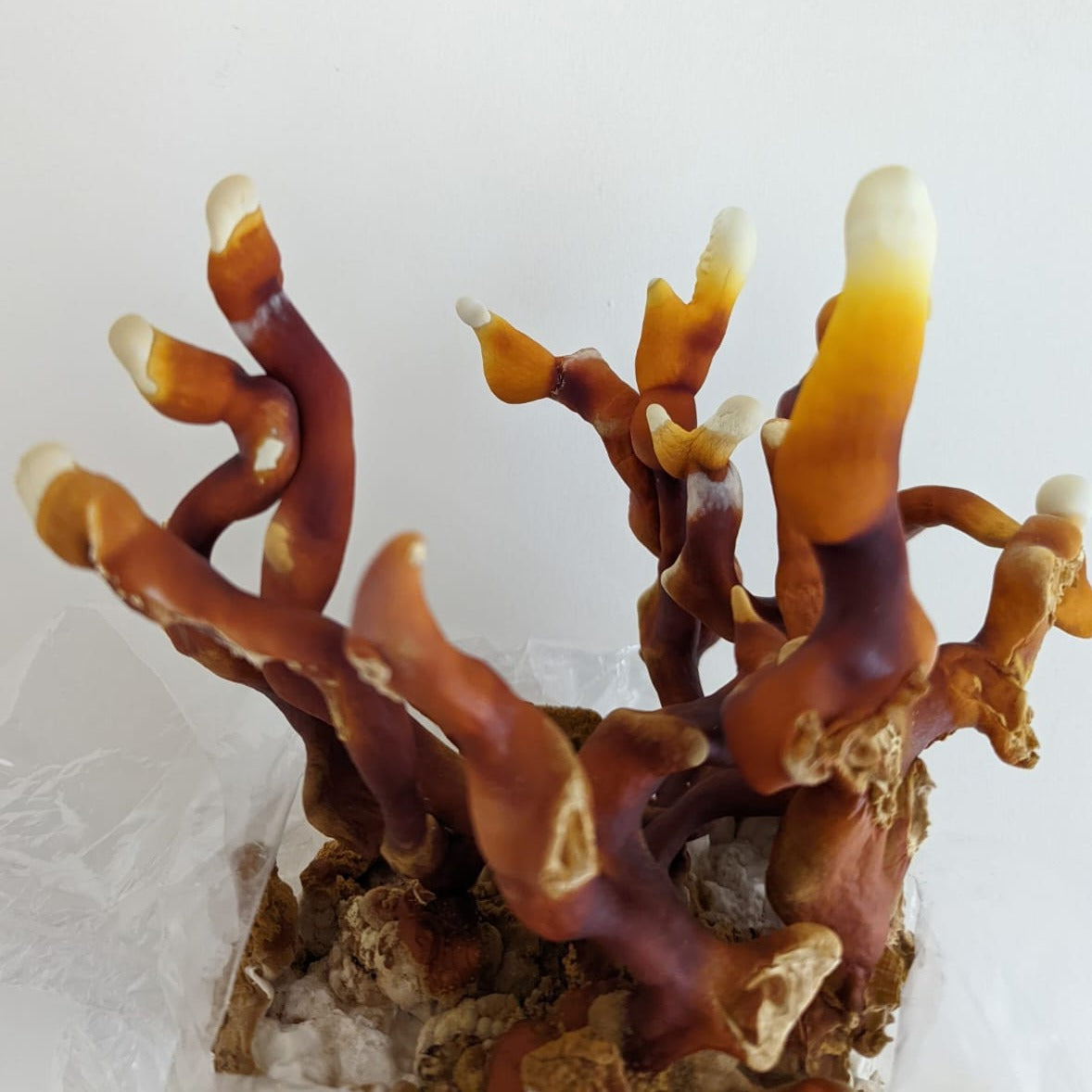 Reishi liquid culture