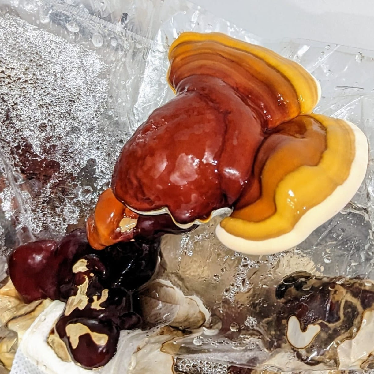 Reishi Liquid Culture Ganoderma Lucidum 10ml