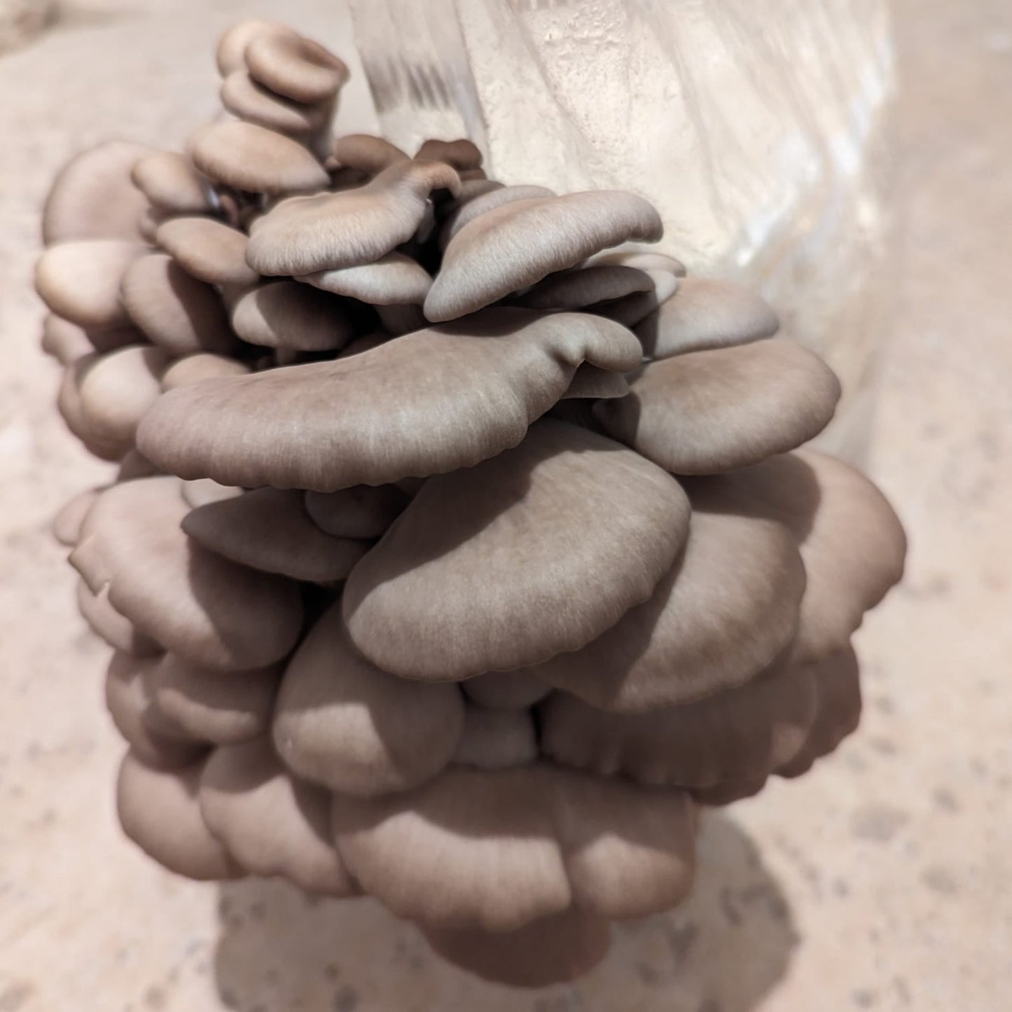 Princess Pearl Oyster Liquid Culture 10ml