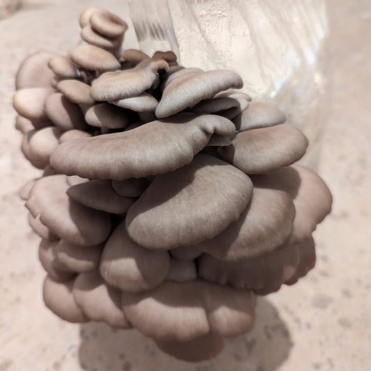 Princess Pearl Oyster Liquid Culture 10ml