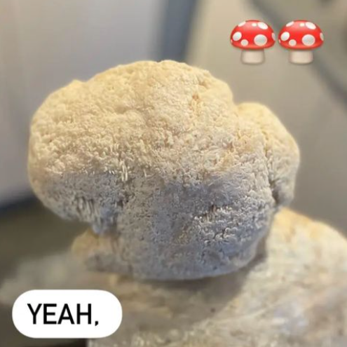 Grow Lions mane at home