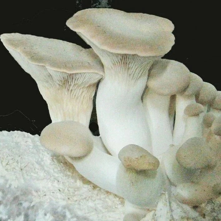 King Oyster Liquid Culture 'Pleurotus eryngii' 10ml GrowMycelium