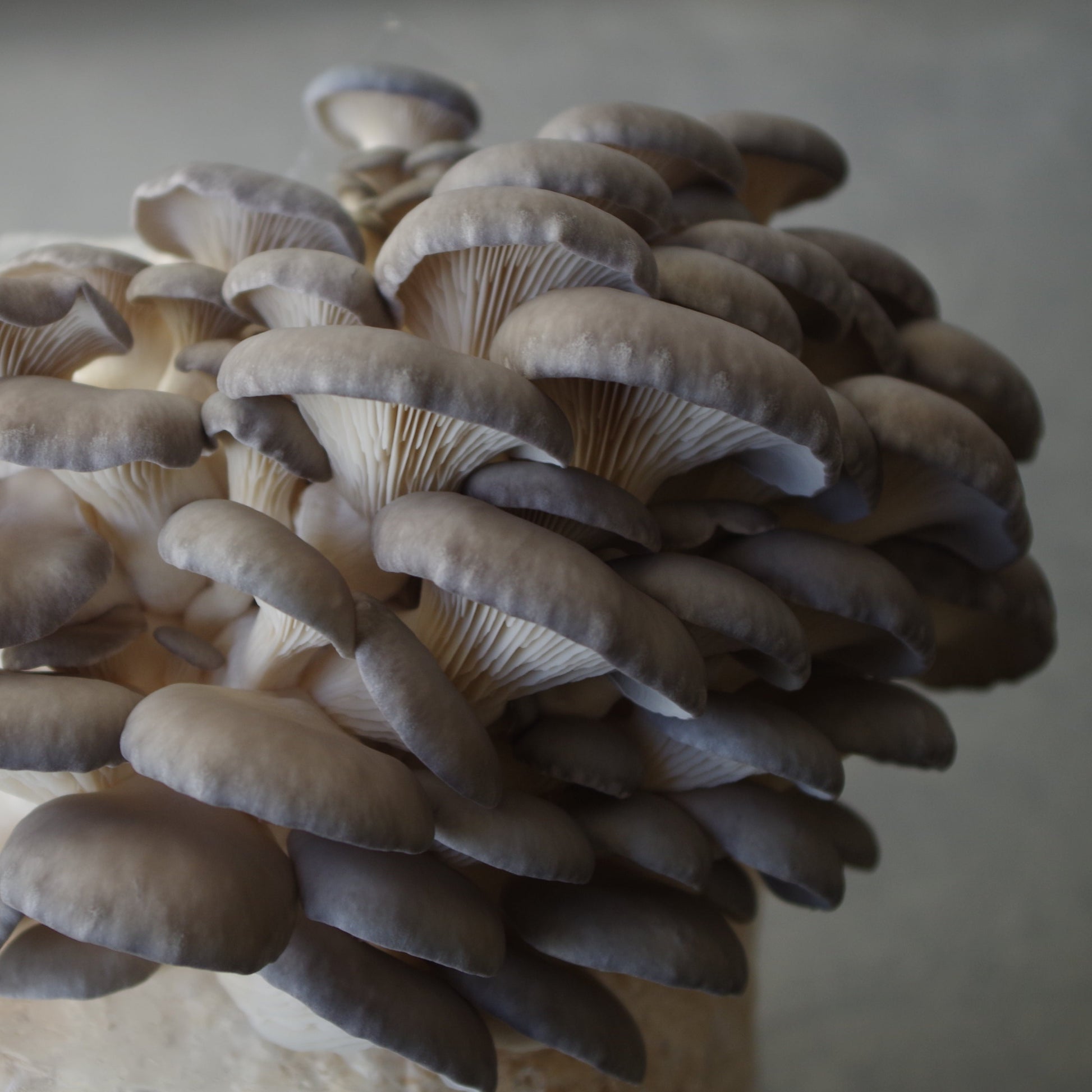 King Blue Oyster Mushrooms