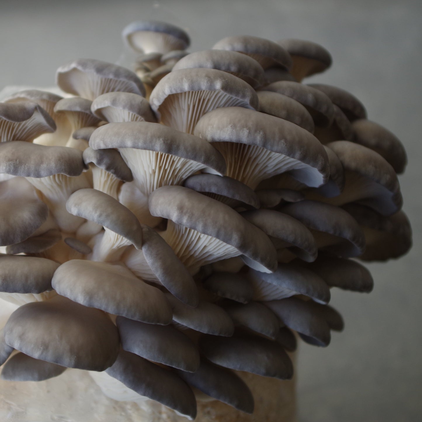 King Blue Oyster Liquid Culture 'Pleurotus ostreatus'  10ml