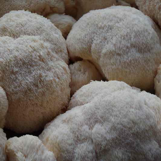 Lion's Mane Liquid Culture - Lion's pride 10ml