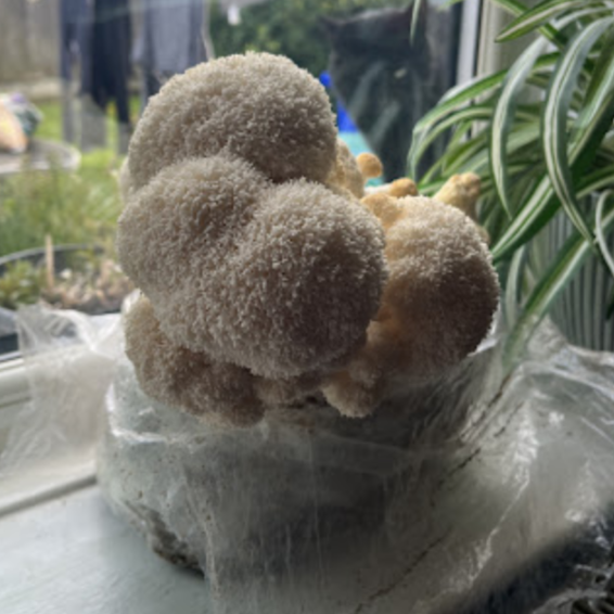 Grow Lion's Mane at home GrowMycelium