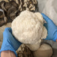 Lions Mane Mushroom grow kit